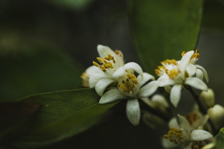 branch-blooming-tree