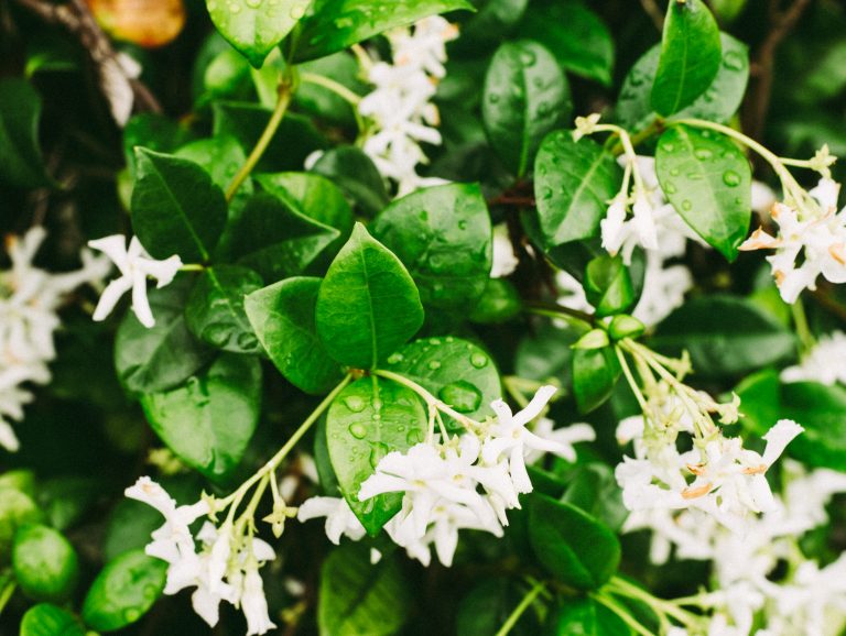 An extreme closeup shot of water droplets on the leaves of jasmine flower