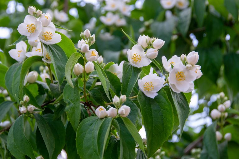 Jasmine white flowers and green leaves on bush in full blossom at summer park, floral background. Beautiful jasmin flowers in bloom. High quality photo