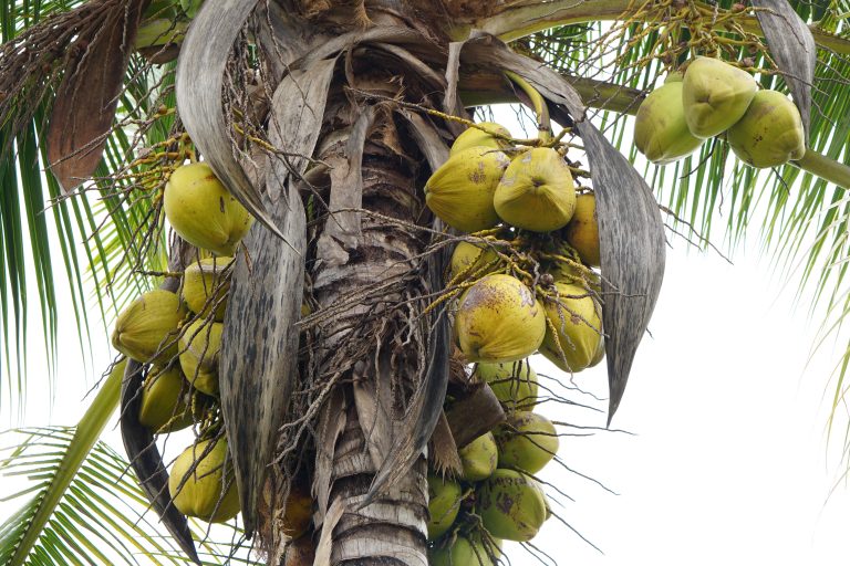old coconut on the tree ready to eat