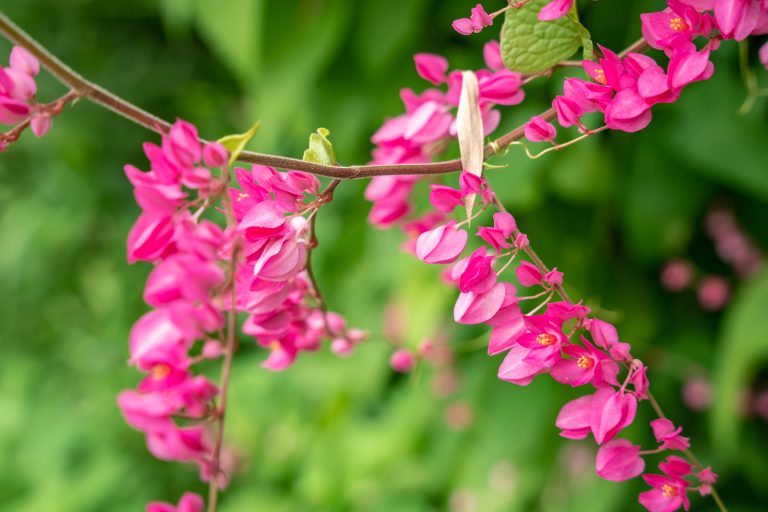 pink-mexican-creeper-antigonon-leptopus-hookarn-blossoming-garden (1)