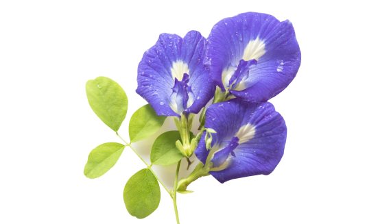 Butterfly pea flowers have water droplets isolated on white background with clipping path.
