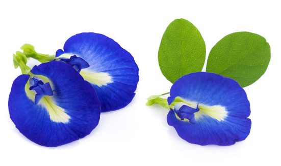 blue pea flowers on white background