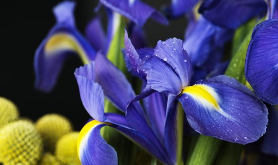 Closeup of irises flower