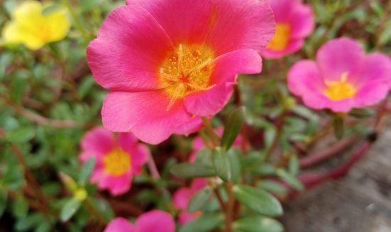 beautiful-botanical-flower