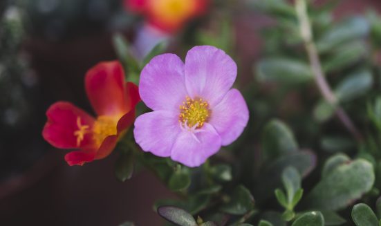 close-up-view-purple-red-flowers