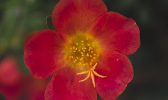 close-up-view-red-flower