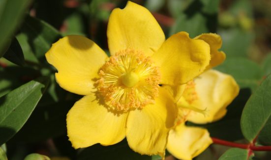 Closeup shot of a hypericum flower with a blurred background