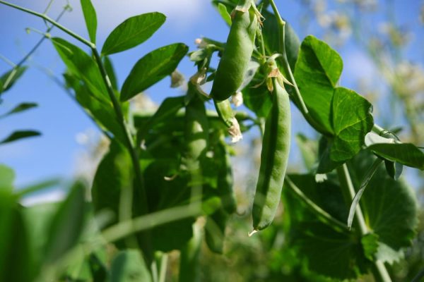 edamame1