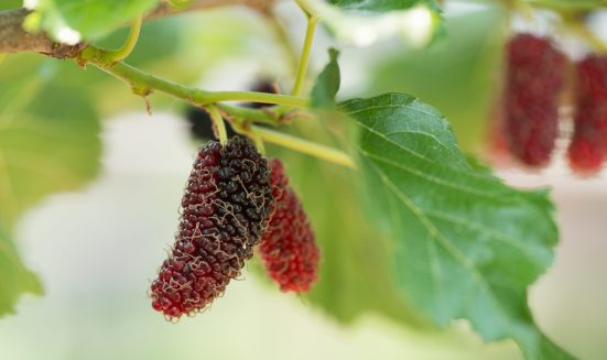 Fresh mulberry , black ripe and red unripe mulberries on the branch.