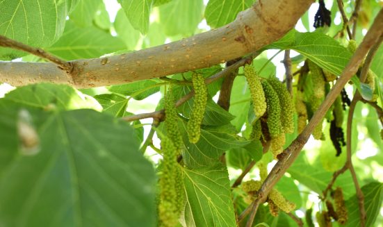fresh-organic-mulberry-fruits-mulberry-tree-with-ripe-fruits-summer-long-mulberry-tree (1)