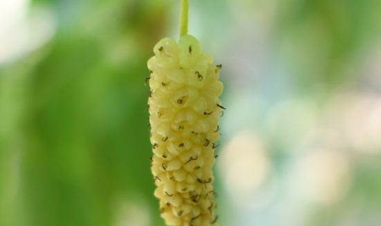 fresh-organic-mulberry-fruits-mulberry-tree-with-ripe-fruits-summer-long-mulberry-tree