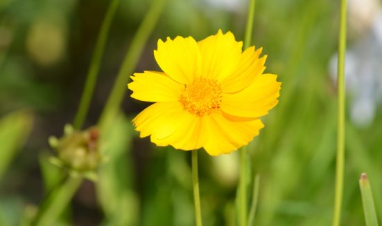 Prefect Blooming Coreopsis Flower in a Garden