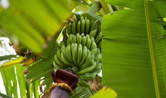 Green banana bunch in tree in the jungle close-up, unripe nature