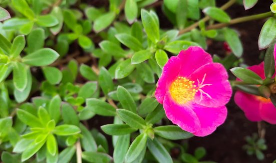 pink-yellow-flowers-that-bloom-morning-03