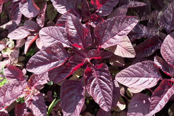 red-amaranth-vegetable-fields