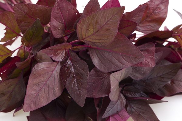 red-spinach-red-amaranth-bunch-farm-fresh-amaranthus-arranged-white-background