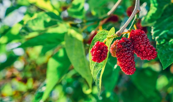 Ripening mulberries on the branches of a tree or a mulberry tree in the sun, the first spring berries. sing on branches, garden farming in the Aegean region of Turkey