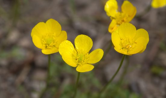 Wild flower, scientific name; ranunculus bulbosus